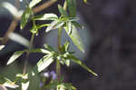 Ivyleaf thoroughwort